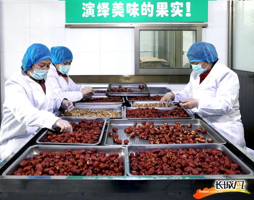 高清組圖 河北贊皇 大棗產(chǎn)業(yè)助農(nóng)增收致富