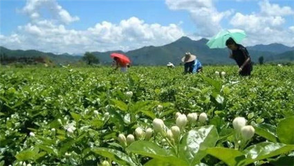 柳州這42個(gè)村要發(fā)大財(cái) 年入100萬(wàn)元!有你老家嗎?