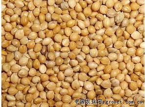 陽原縣金弟農(nóng)副產(chǎn)品有限責(zé)任公司